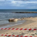 Carcassa di cetaceo a Casalabate: Gruppo ‘C’è Fermento’ chiede intervento urgente al Comune di Trepuzzi